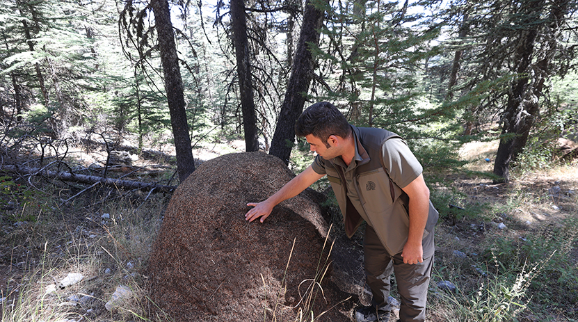 Çığlıkara Ormanları Ve Kırmızı Karıncalar1