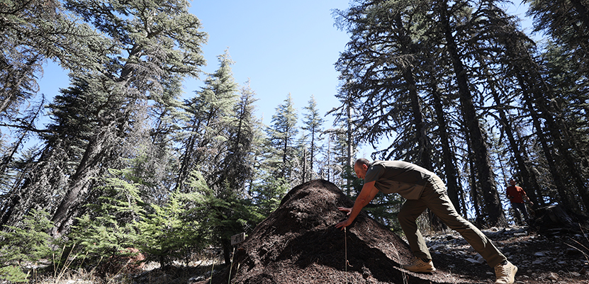 Çığlıkara Ormanları Ve Kırmızı Karıncalar2