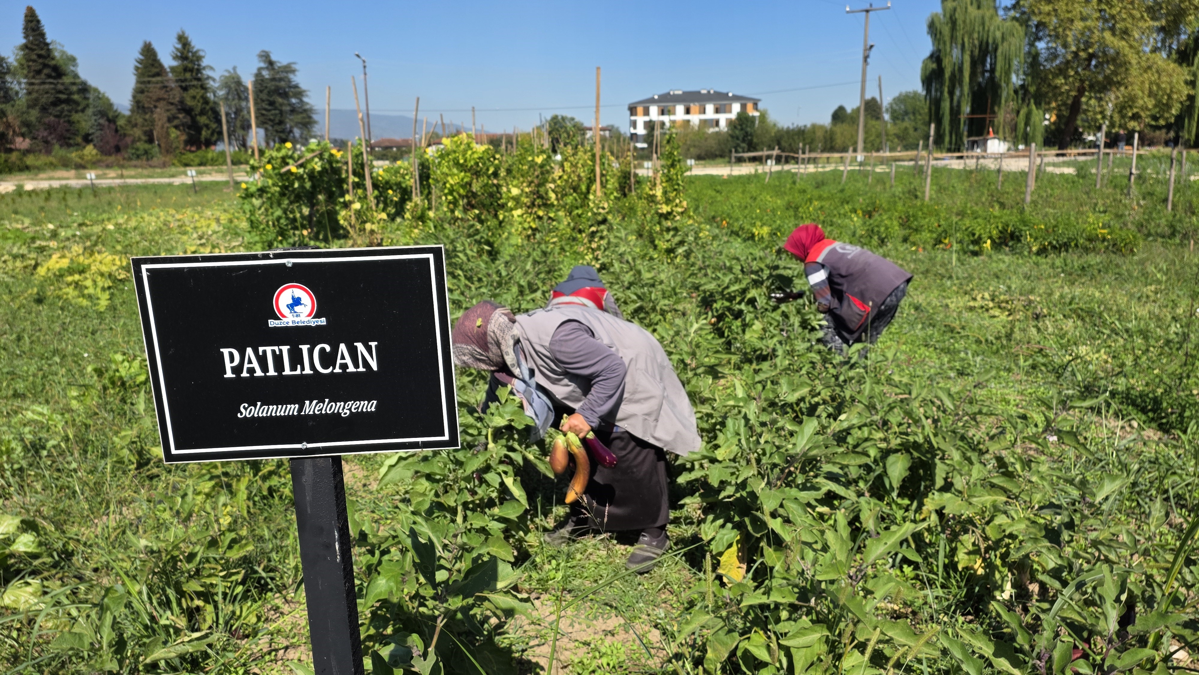 Düzce Tarım Akademisi Ata Tohumculuğu (2)