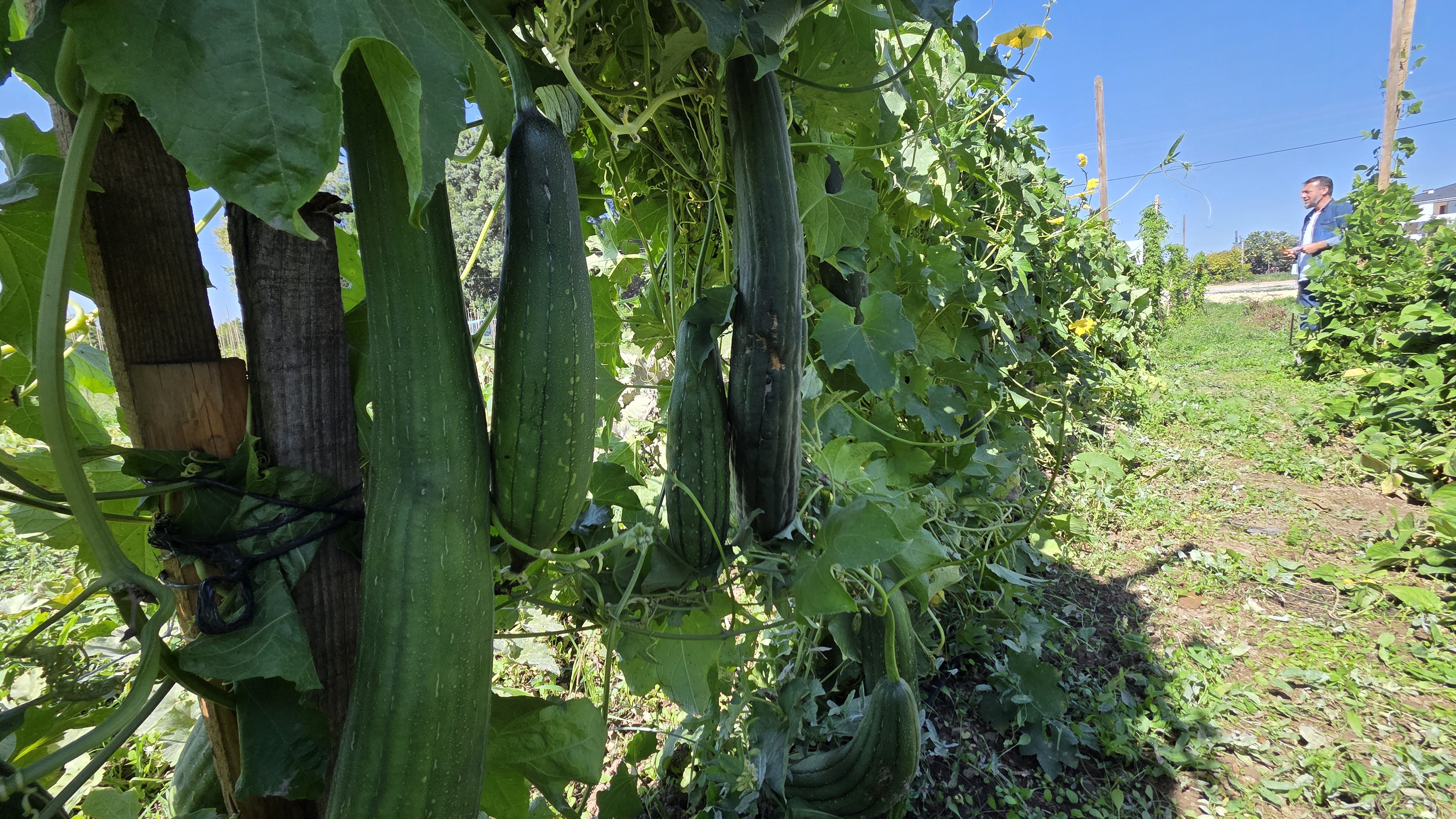 Düzce Tarım Akademisi Ata Tohumculuğu (3)