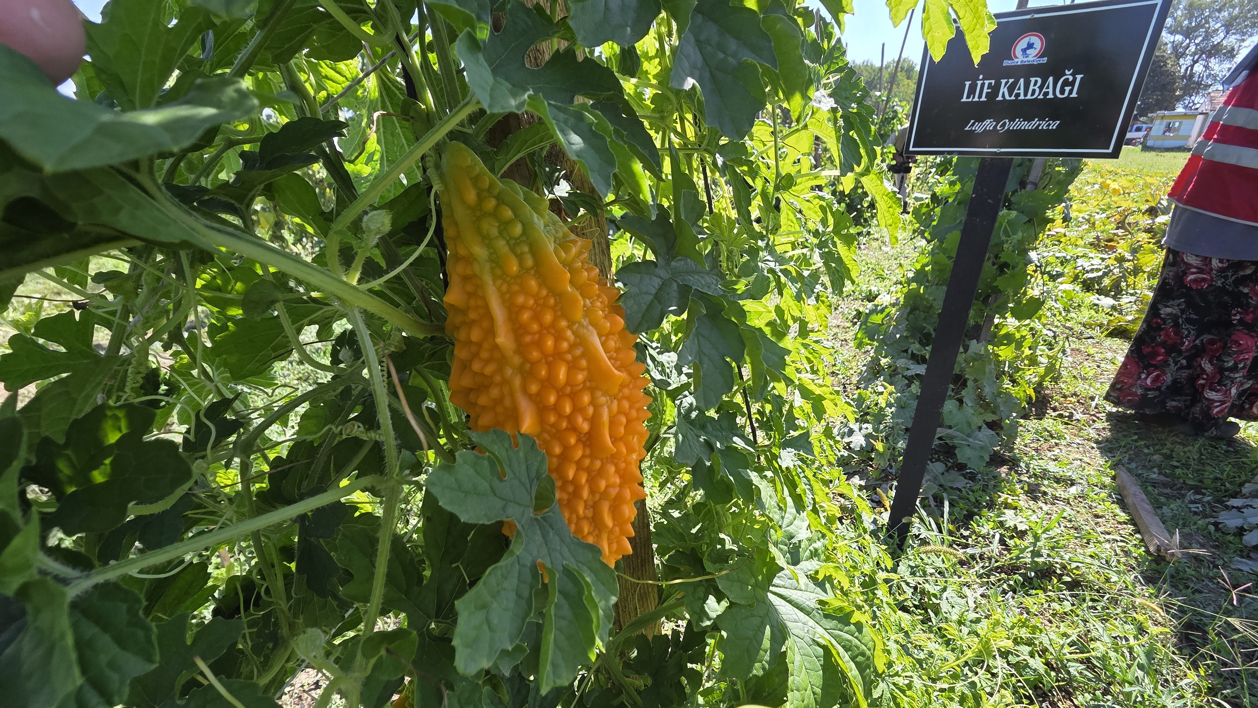Düzce Tarım Akademisi Ata Tohumculuğu (4)