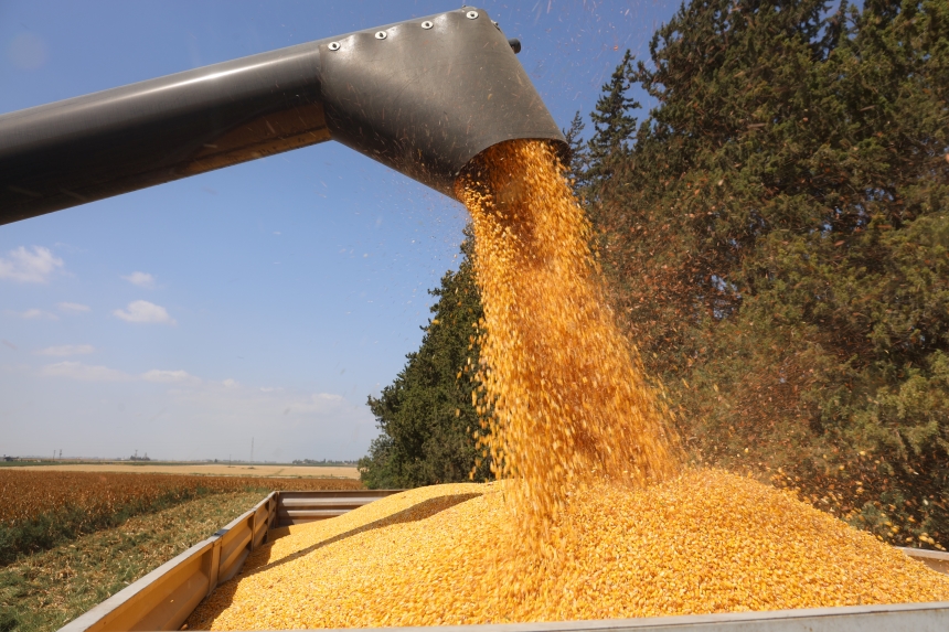 Hatay'da Kuraklık Mısır Rekoltesini Vurdu (1)