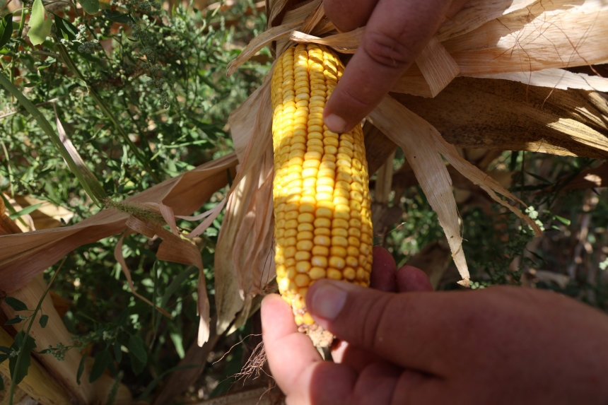 Hatay'da Kuraklık Mısır Rekoltesini Vurdu (2)