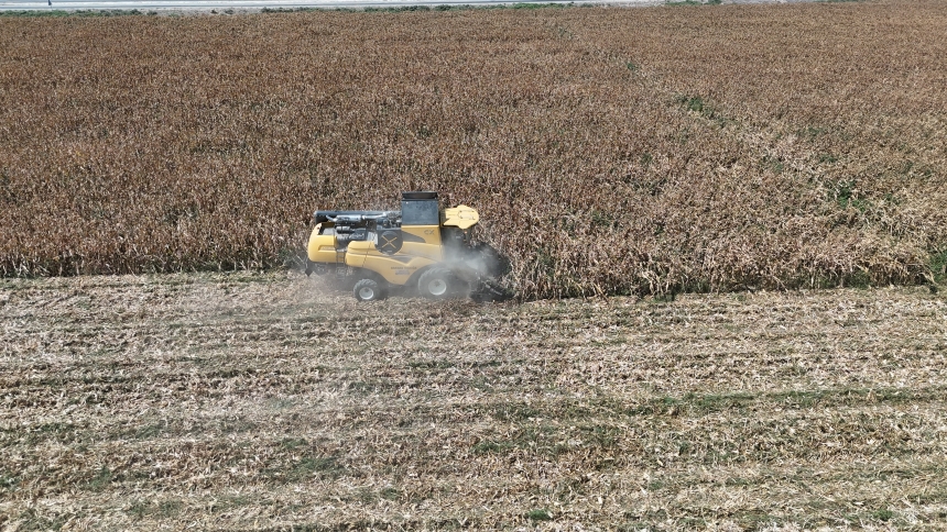 Hatay'da Kuraklık Mısır Rekoltesini Vurdu (3)