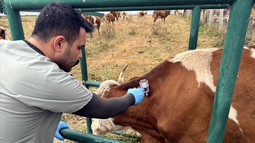Hayvanların %70'I Aşılandı-1