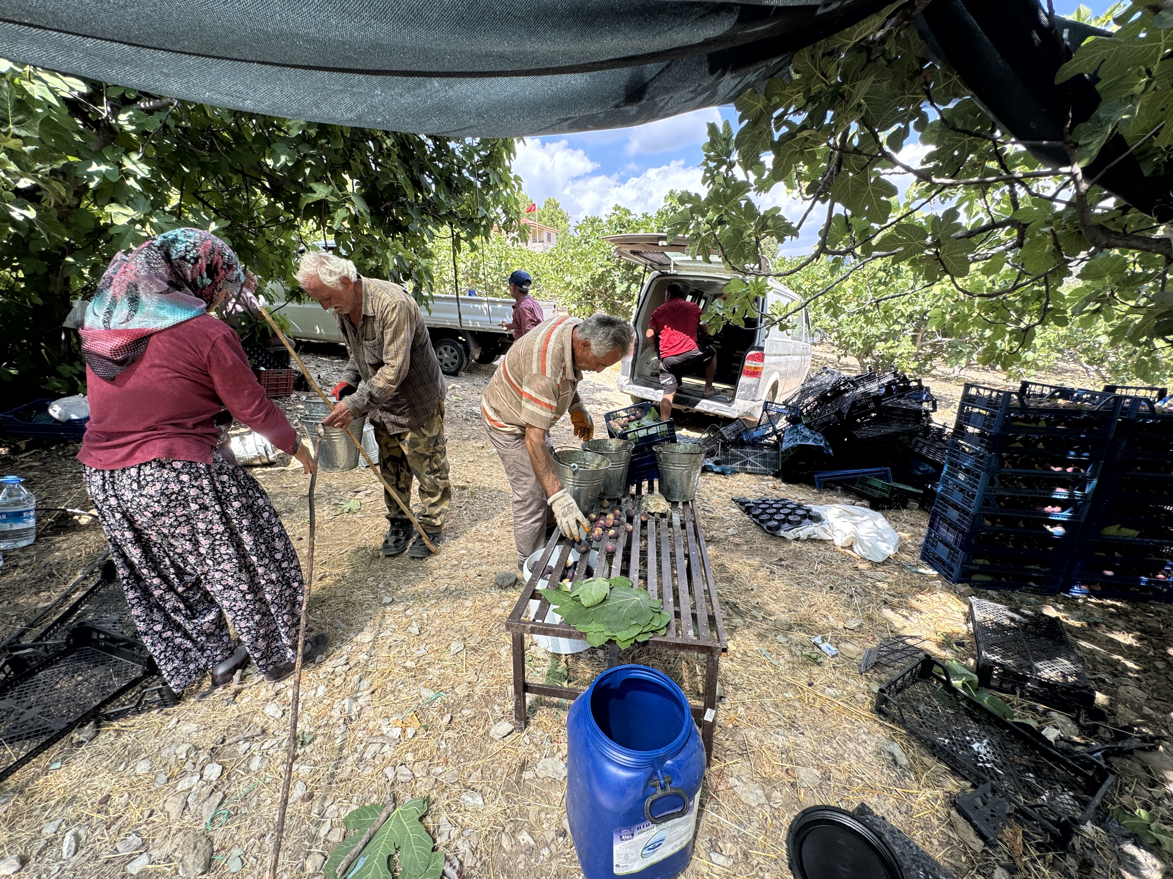 İklim Değişikliği Antalya'da İncir Rekoltesini Vurdu (3)
