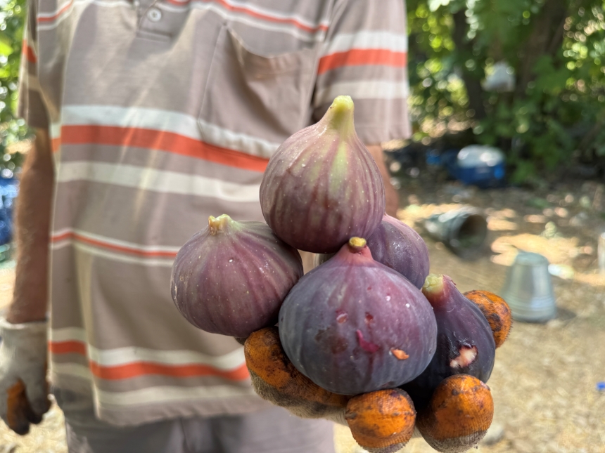 İklim Değişikliği Antalya'da İncir Rekoltesini Vurdu 4