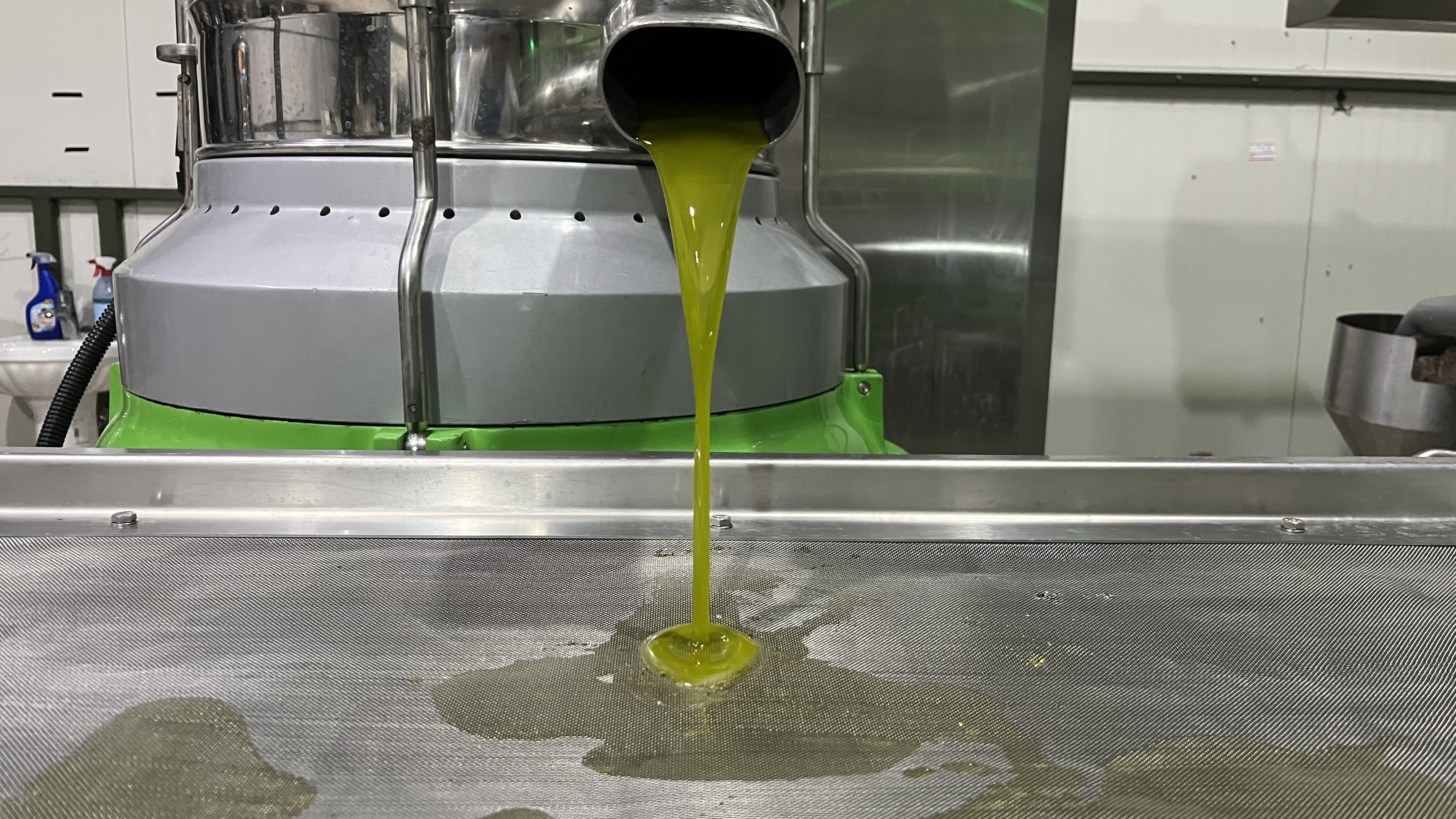 İlk Zeytinyağı Sıkımı İznik’te Başladı; Avrupa’ya İhraç (1)-1