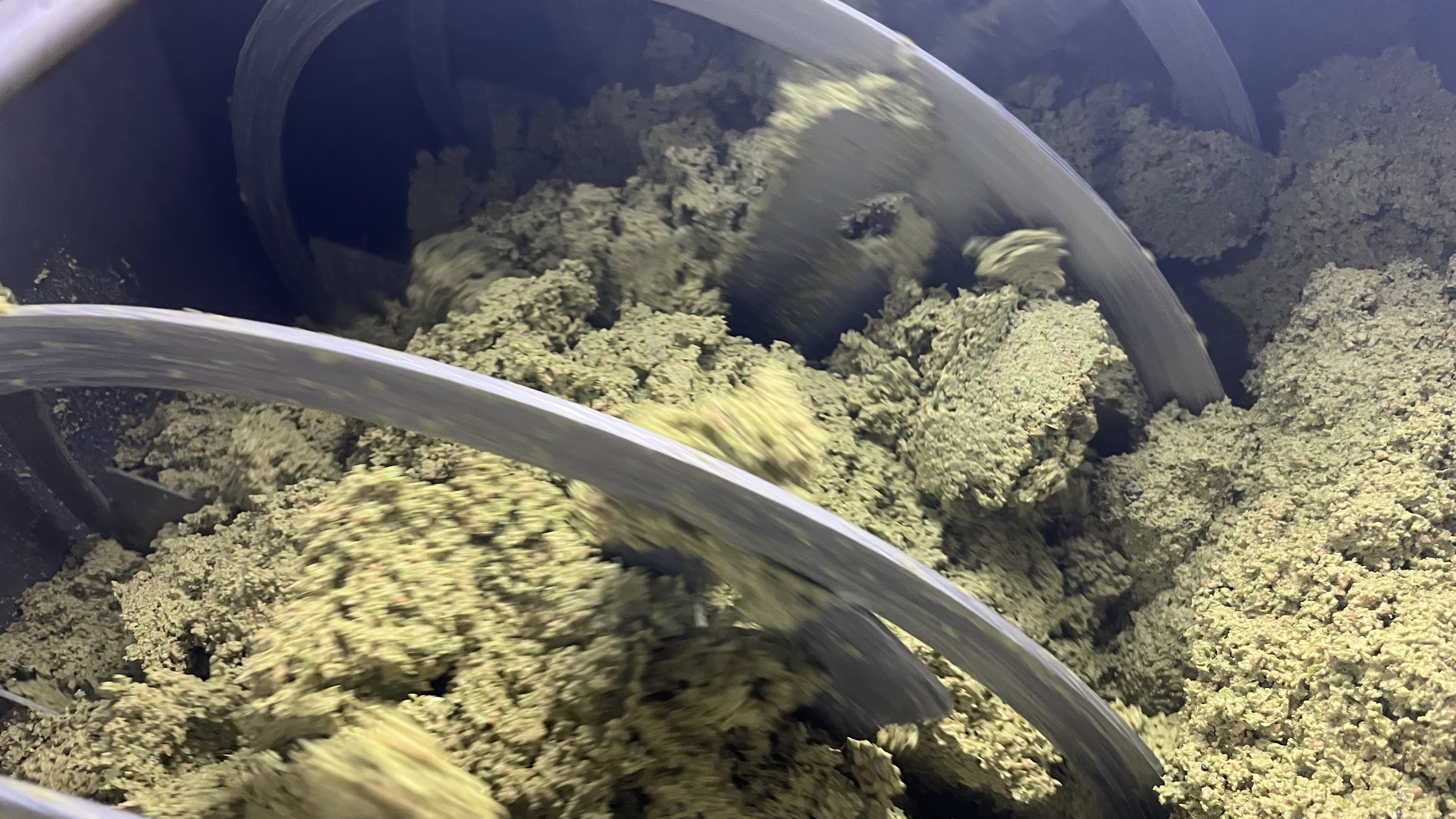 İlk Zeytinyağı Sıkımı İznik’te Başladı; Avrupa’ya İhraç (2)-1