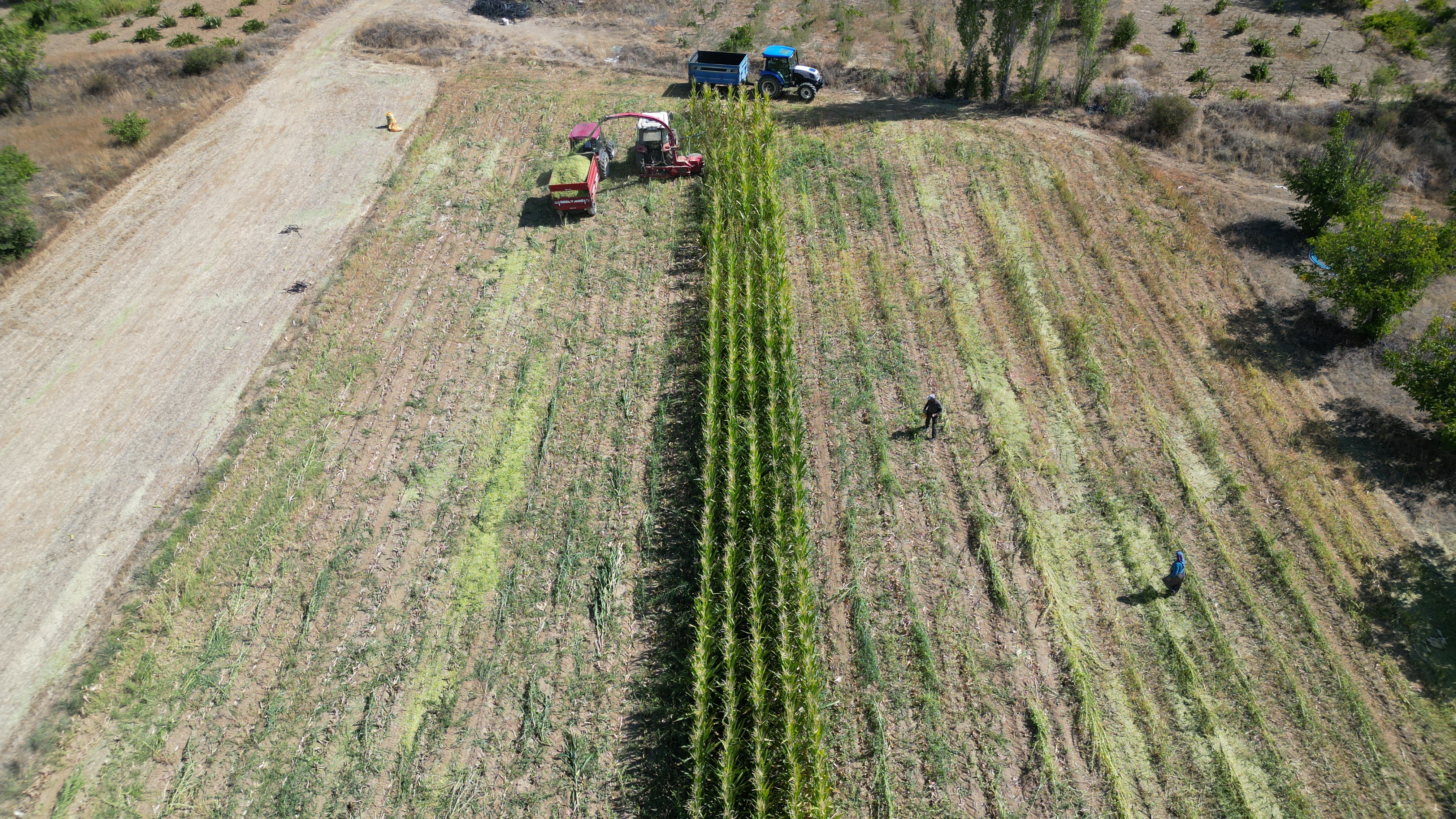 Isparta’da Silajlık Mısır Hasadı Başladı (4)