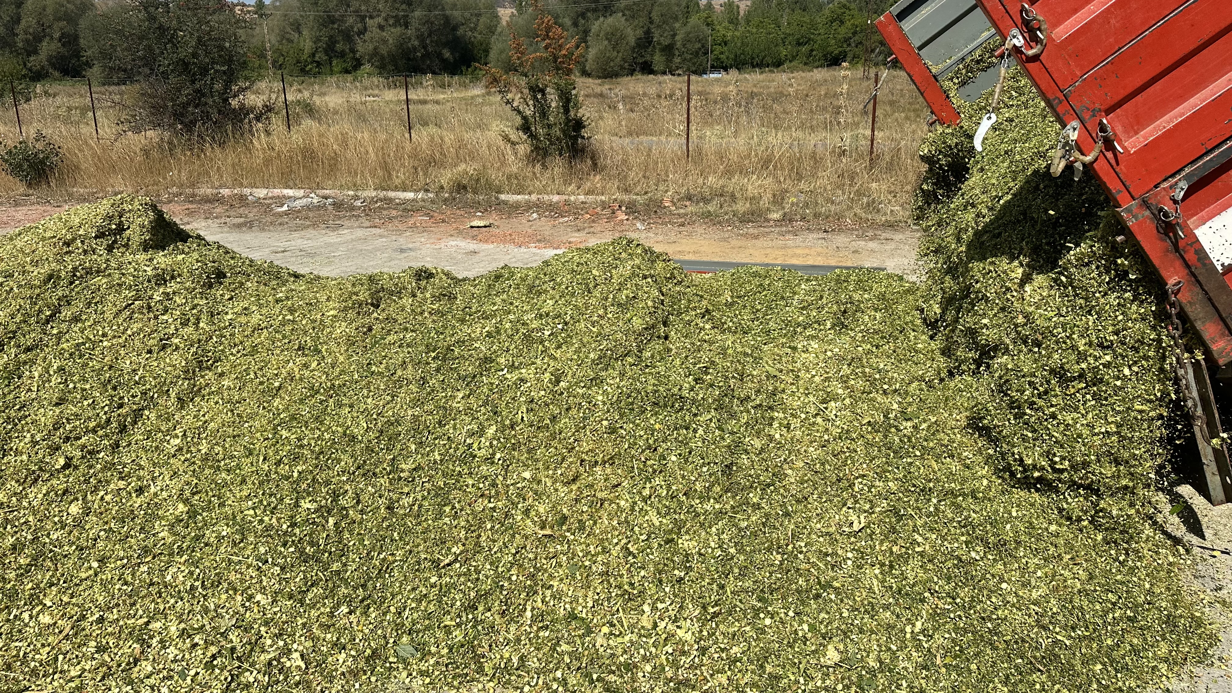 Isparta’da Silajlık Mısır Hasadı Başladı (5)