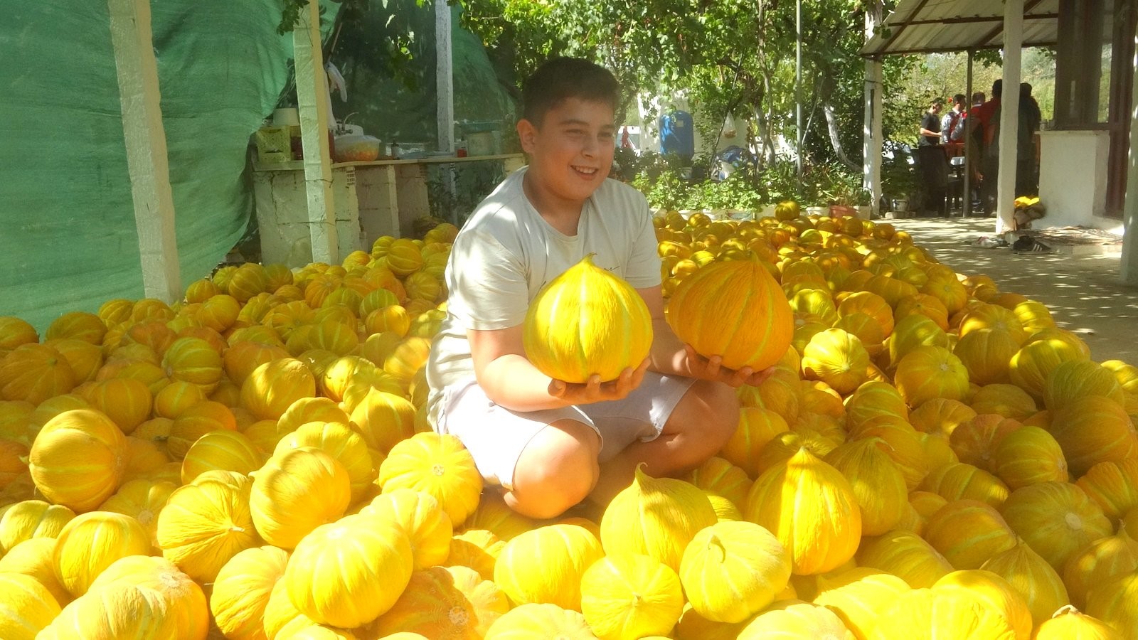 Muğla'nın Hasat Coşkusu 'Yayla Kavunu' Dünyaya Açılıyor (1)