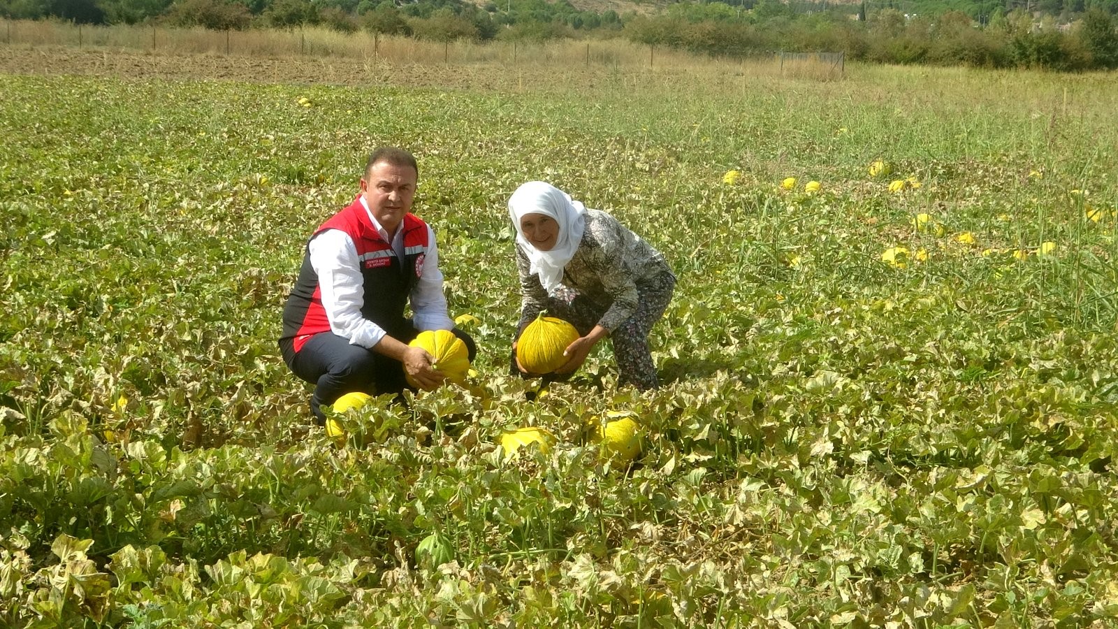Muğla'nın Hasat Coşkusu 'Yayla Kavunu' Dünyaya Açılıyor (2)
