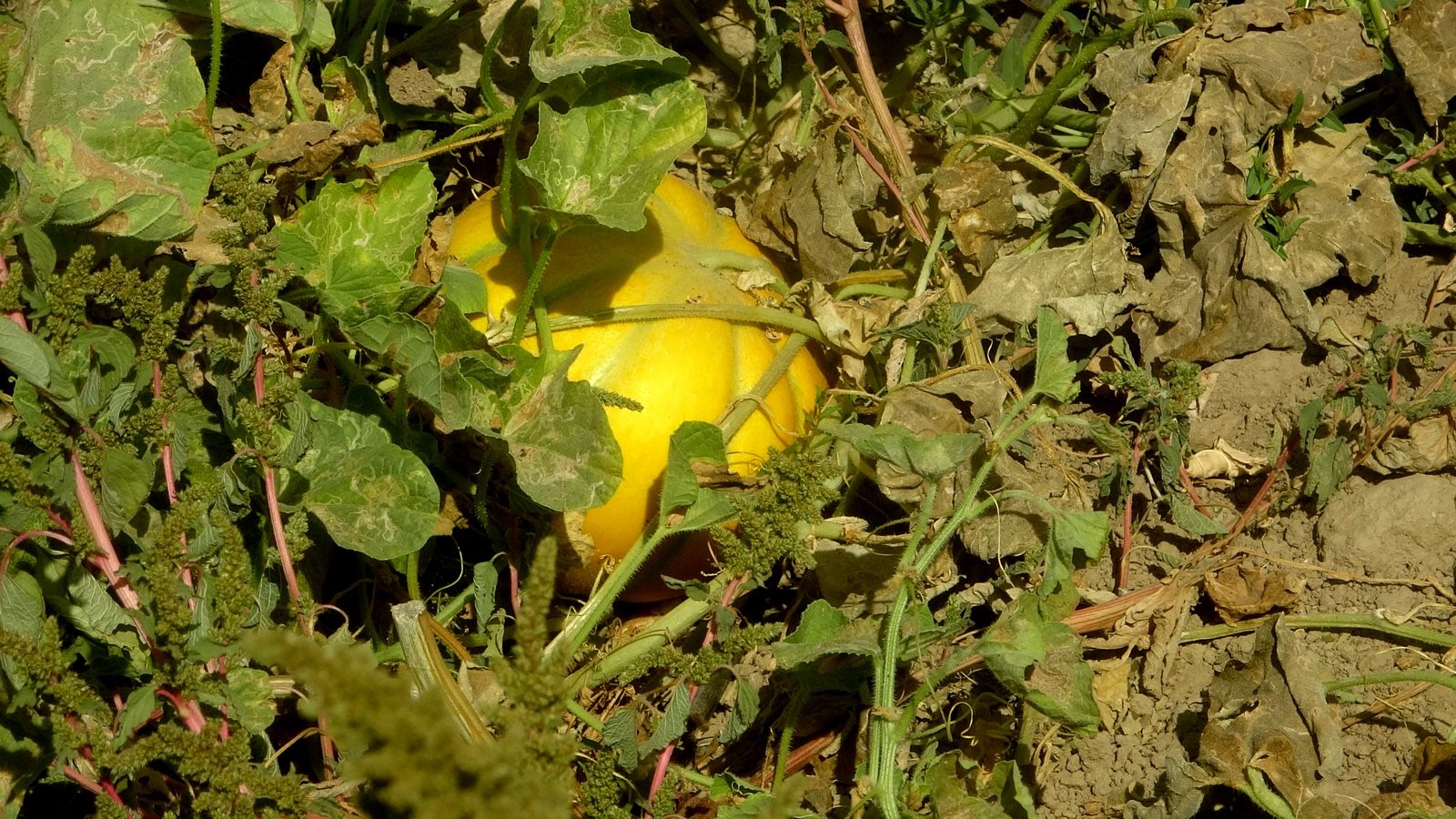 Muğla'nın Hasat Coşkusu 'Yayla Kavunu' Dünyaya Açılıyor (4)