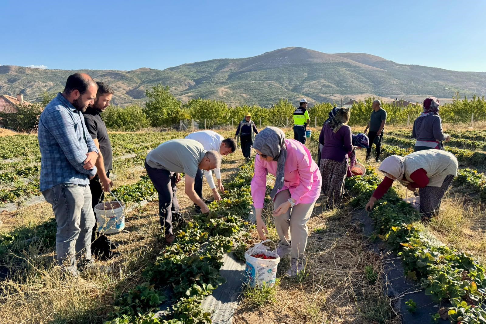 Niğde Valisi Çelik, Ulukışla'da Çilek Hasadına Katıldı (1)