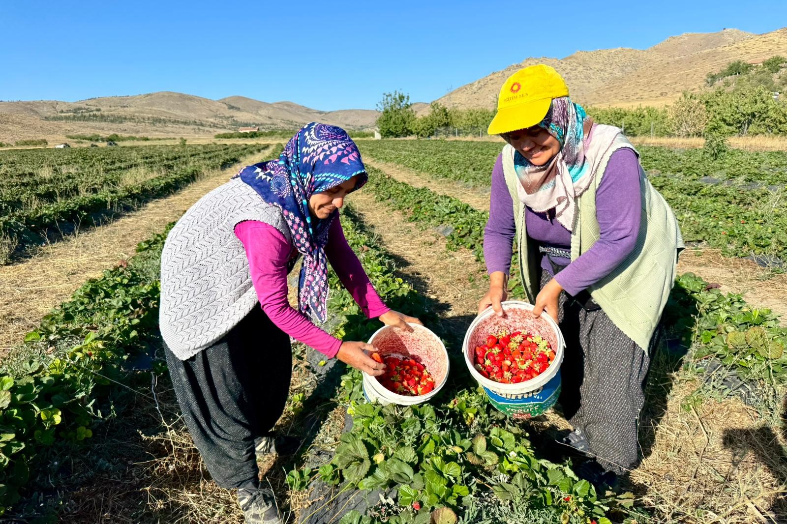 Niğde Valisi Çelik, Ulukışla'da Çilek Hasadına Katıldı (2)
