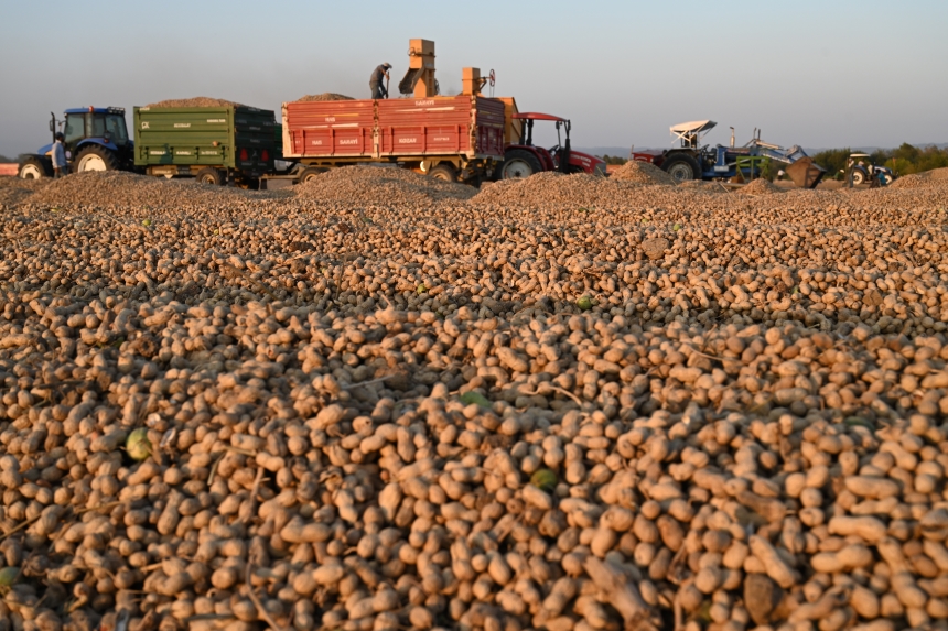 Osmaniye Yer Fıstığı Hasadı (1)