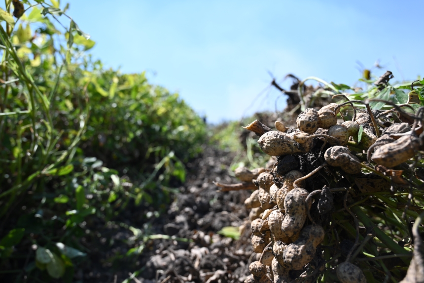 Osmaniye Yer Fıstığı Hasadı (4)