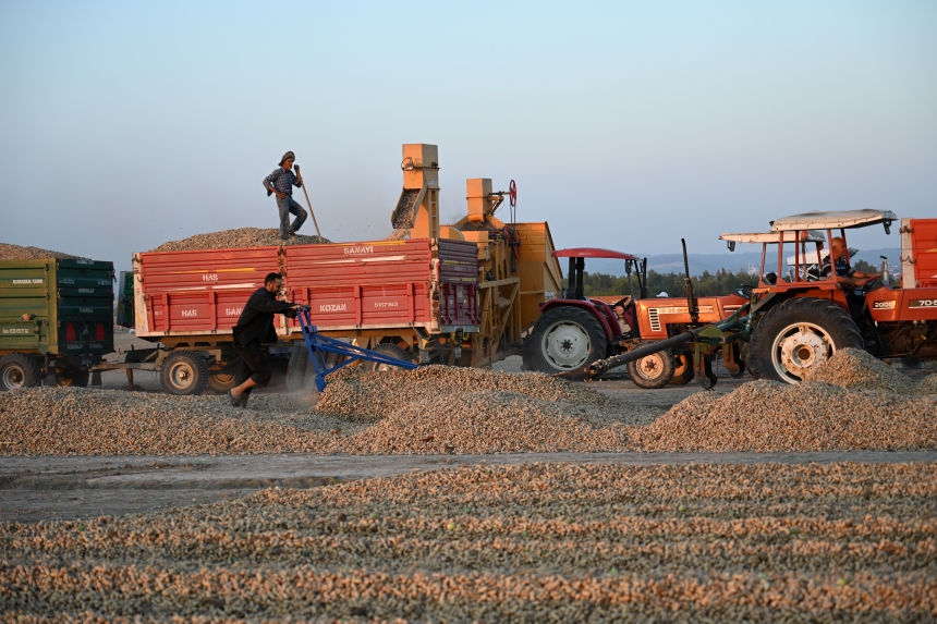 Osmaniye Yer Fıstığı Hasadı (6)