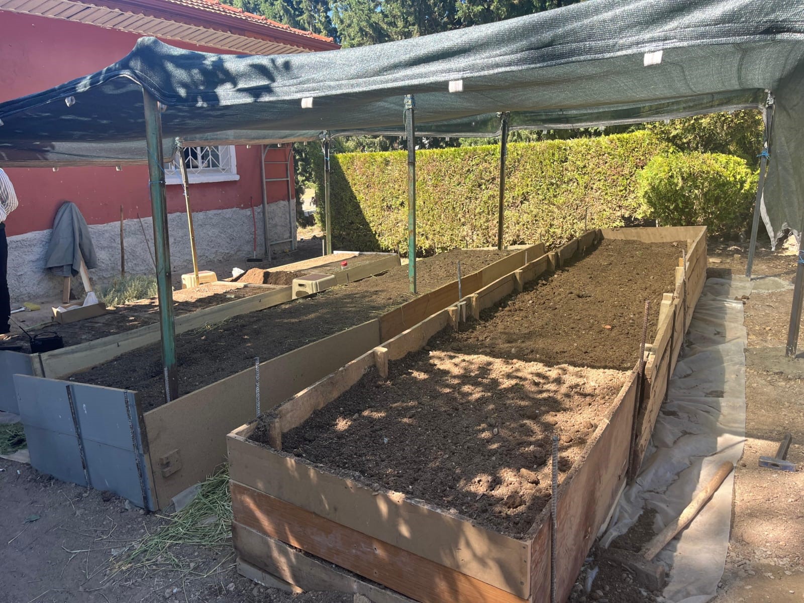 Salep Yetiştiriciliği (2)