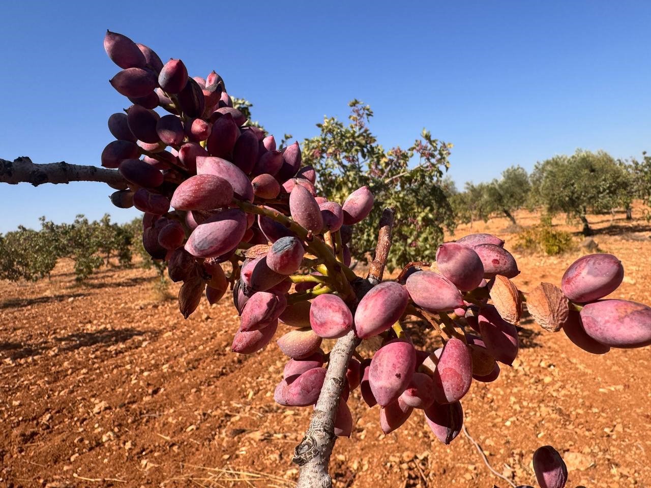 Şanlıurfa'da Fıstık Üreticilerinden Baklavacılara Çağrı (1)