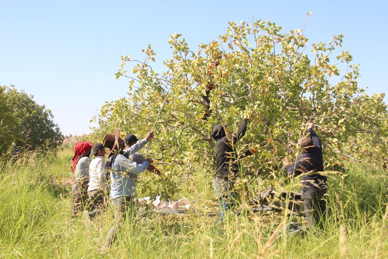 Şanlıurfa'da Fıstık Üreticilerinden Baklavacılara Çağrı (3)