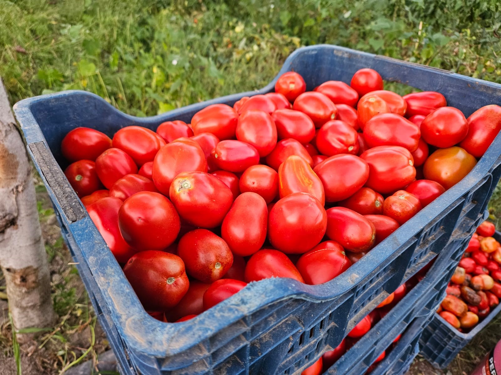 Sındırgı'da Domates Hasadı Başladı Verim Yüksek (1)