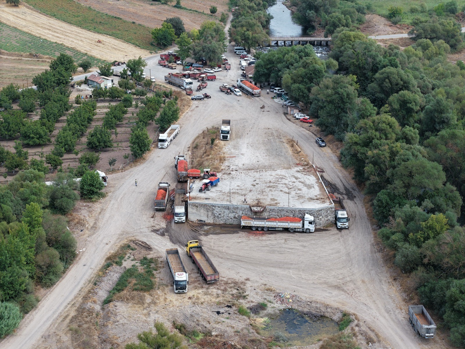 Sındırgı'da Domates Hasadı Başladı Verim Yüksek (3)