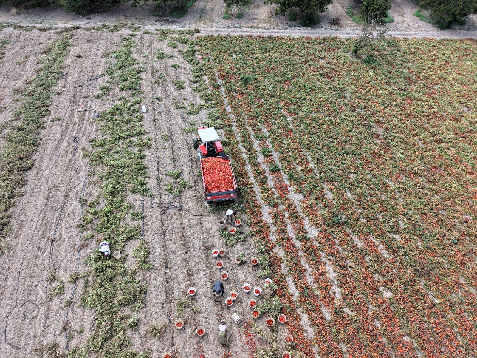 Sındırgı'da Domates Hasadı Başladı Verim Yüksek (4)