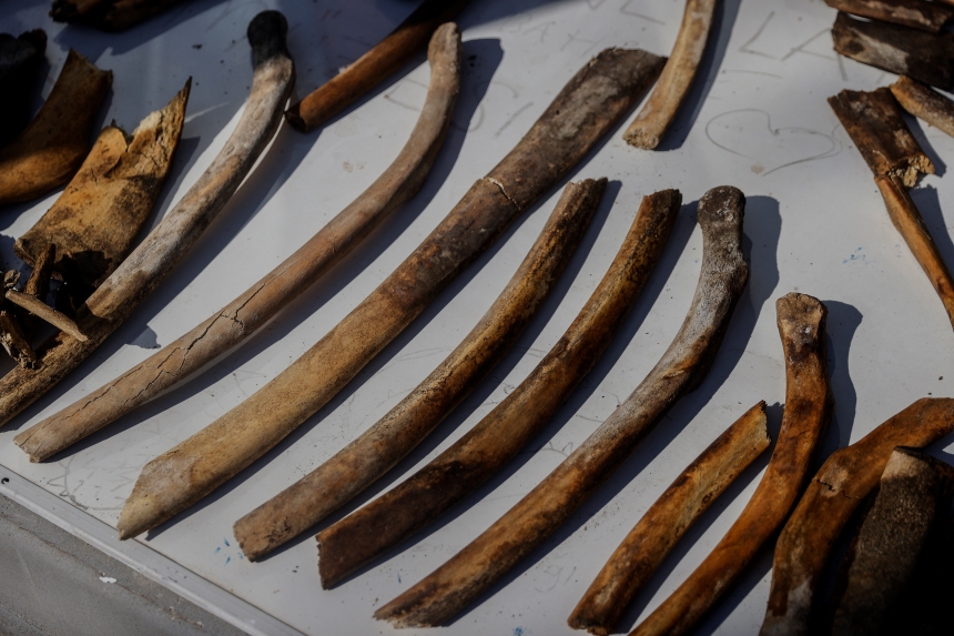 14 Metrelik Fin Balinasının Iskeleti (1)