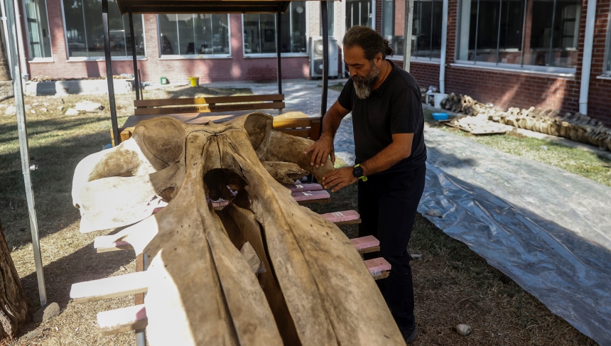 14 Metrelik Fin Balinasının Iskeleti (2)