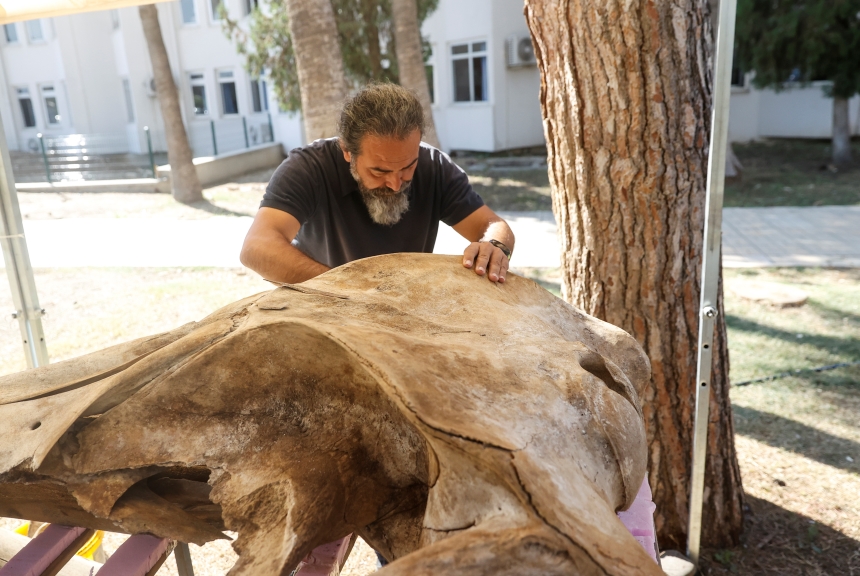 14 Metrelik Fin Balinasının Iskeleti (3)