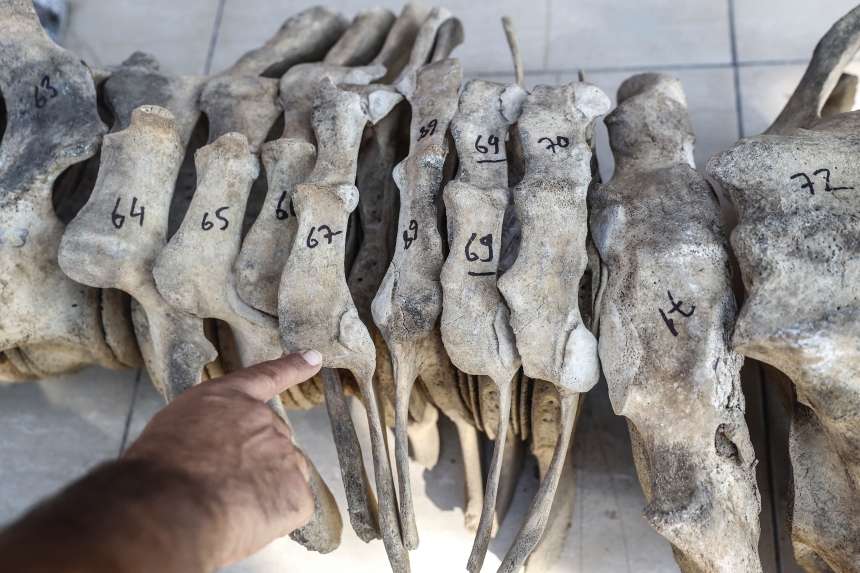 14 Metrelik Fin Balinasının Iskeleti (4)