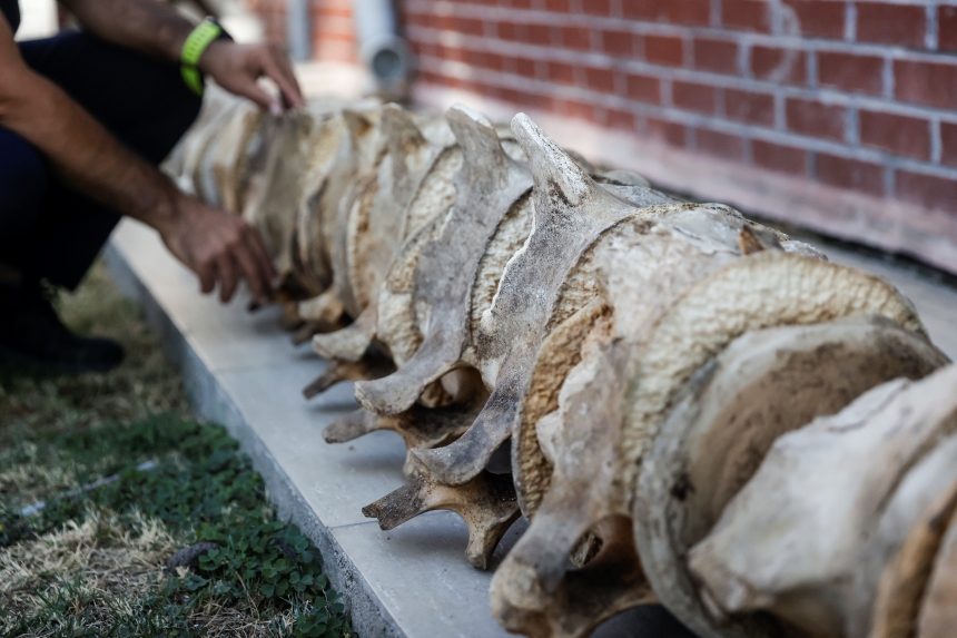14 Metrelik Fin Balinasının Iskeleti (5)