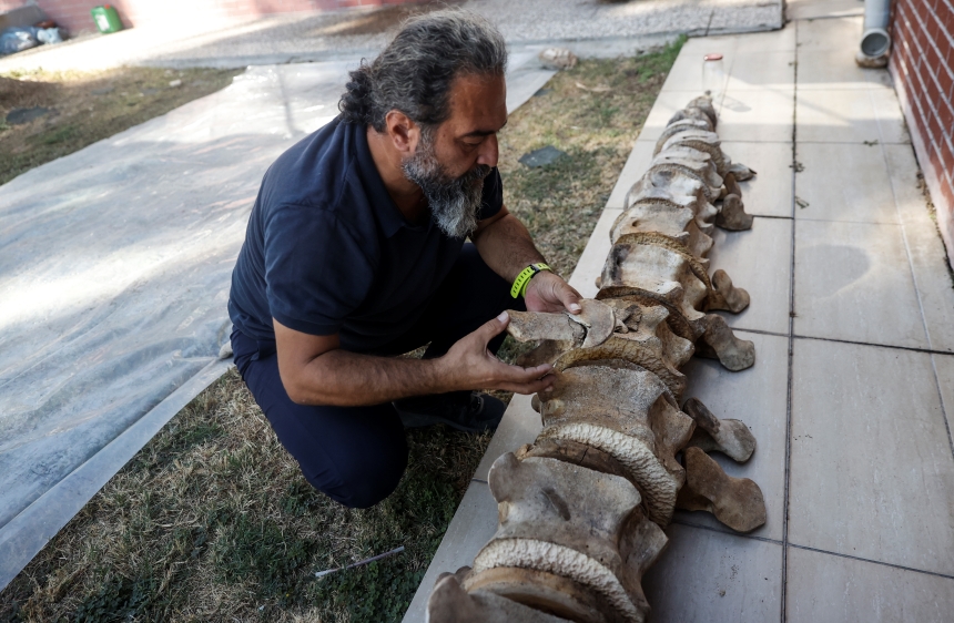 14 Metrelik Fin Balinasının Iskeleti (7)