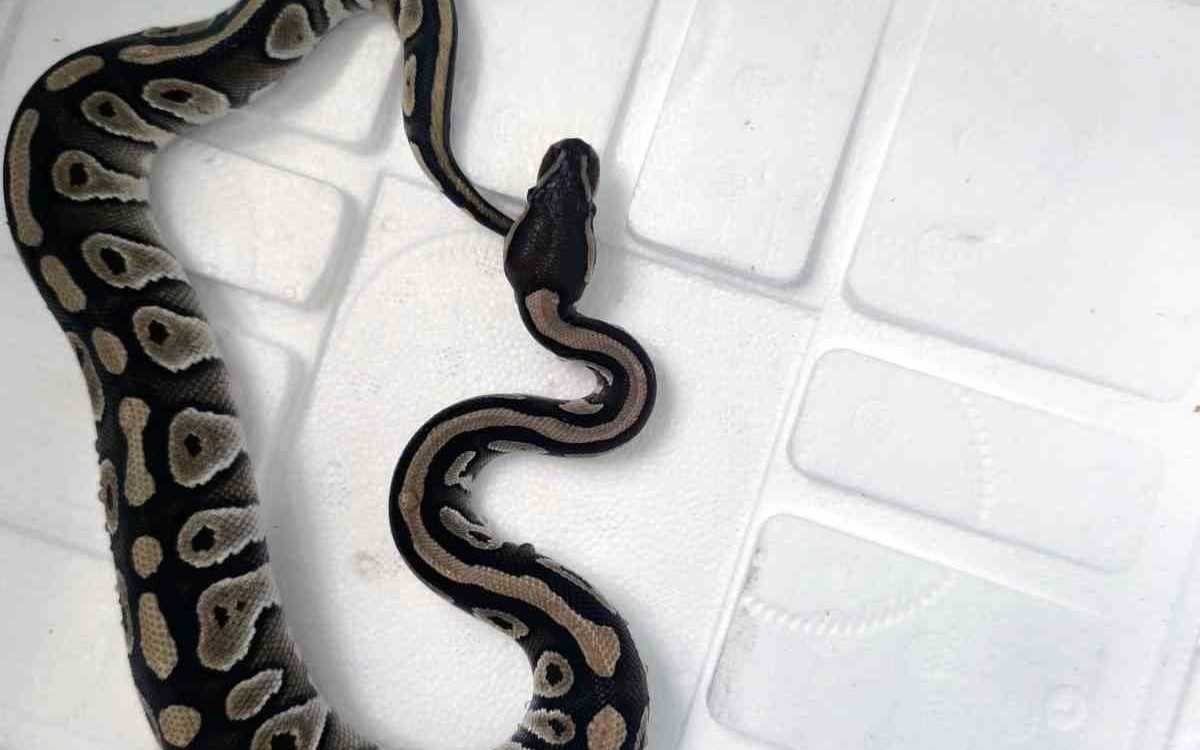 konyadacebindenyavrupitonçıktı