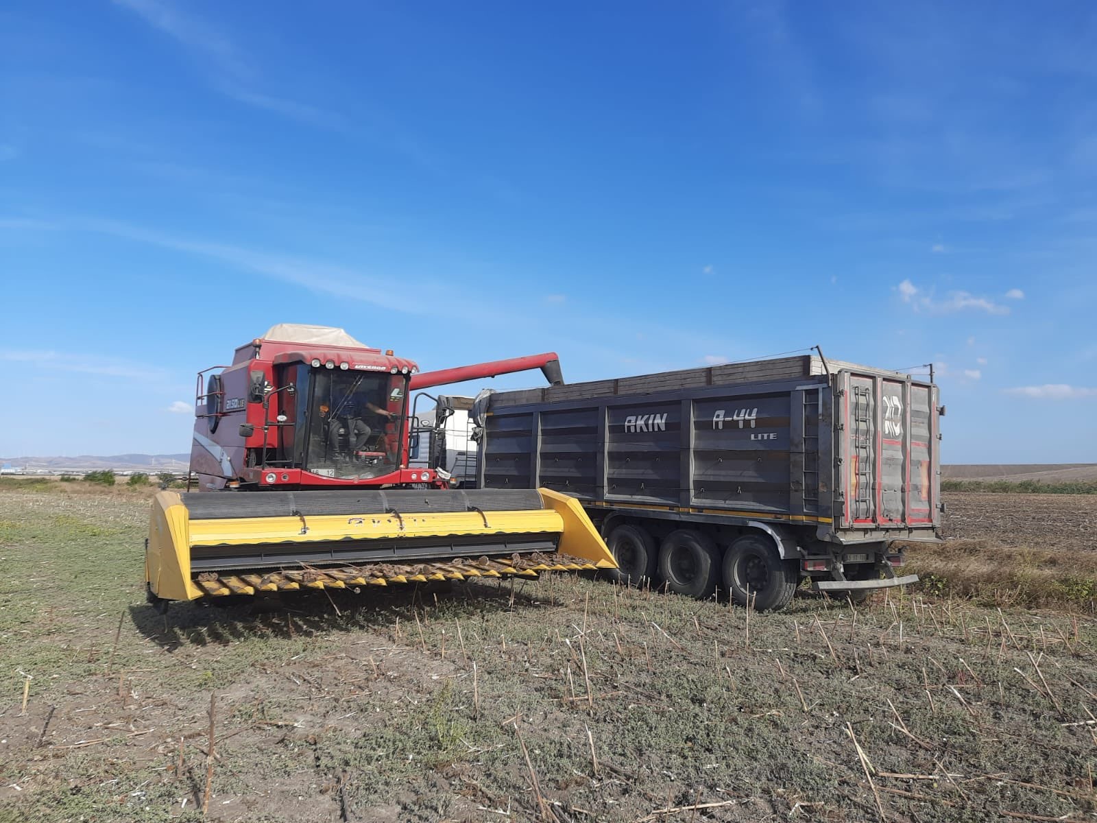 Ayçiçeği Hasadı (2)