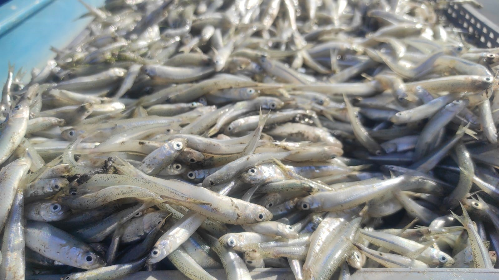 Çekerek Barajı (3)