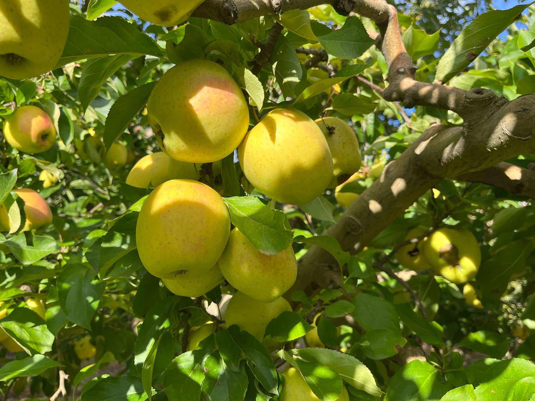 Elma Hasadı Başladı (1)