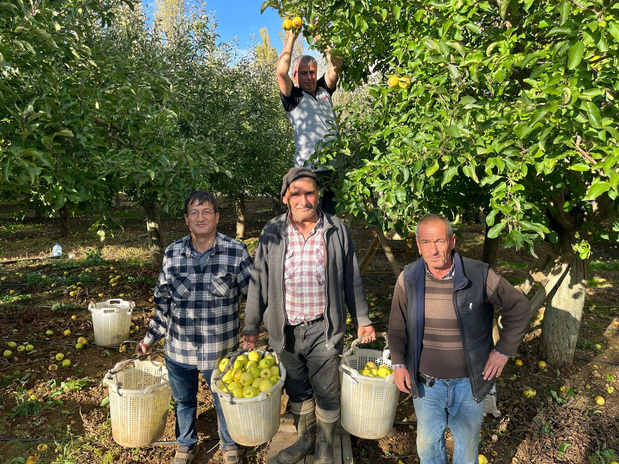 Elma Hasadı Başladı (3)