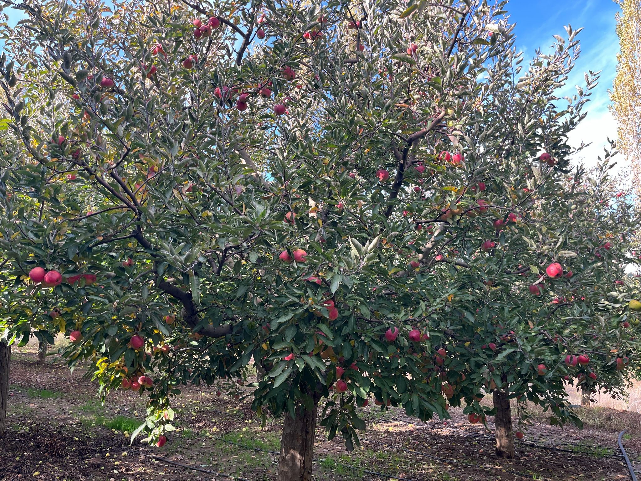 Elma Hasadı Başladı (4)