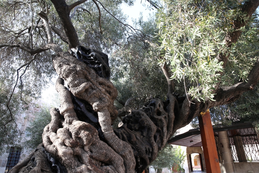 Hatay'ın 1358 Yıllık Tarihi Canlı Mirası (1)