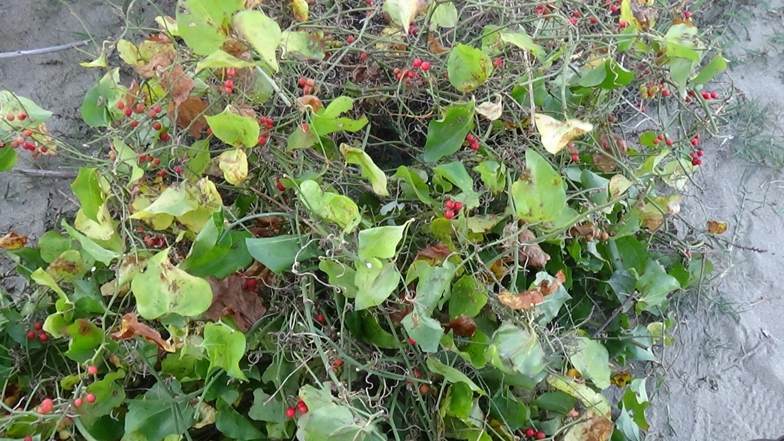 Kokina Çiçeği (1)