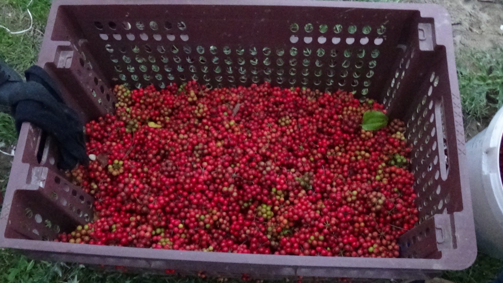 Kokina Çiçeği (5)