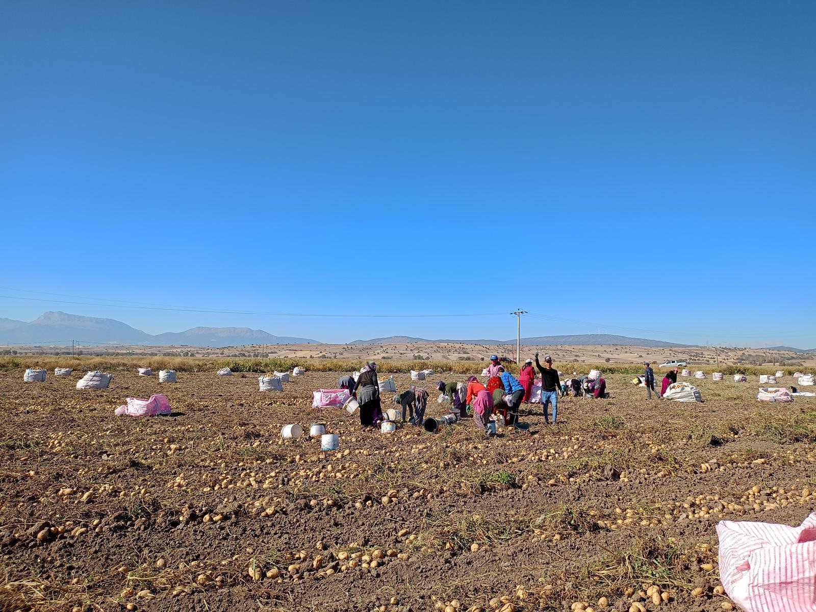 Konya Beyşehir’de Patates Hasadı; (2)