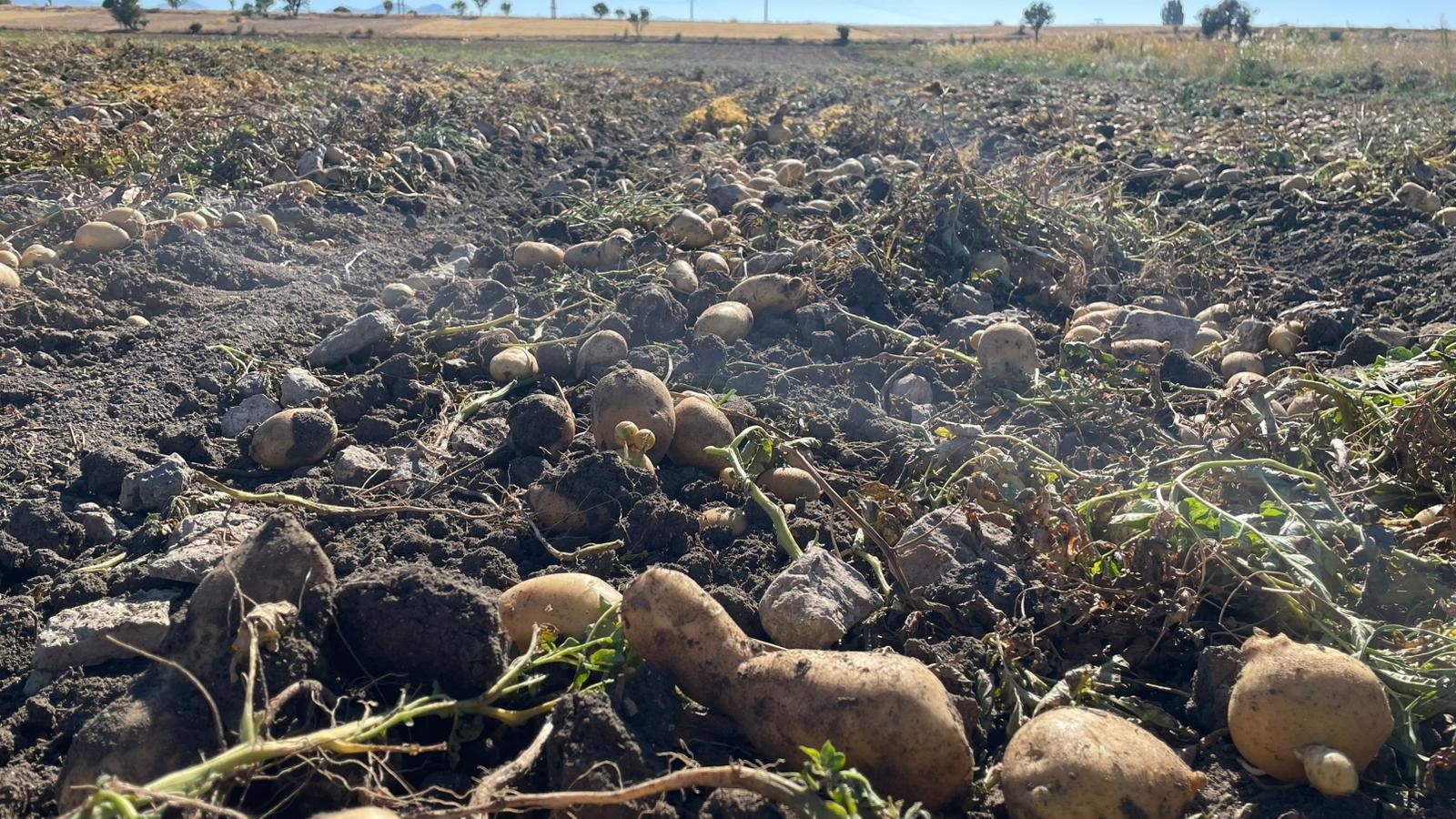Konya Beyşehir’de Patates Hasadı; (3)