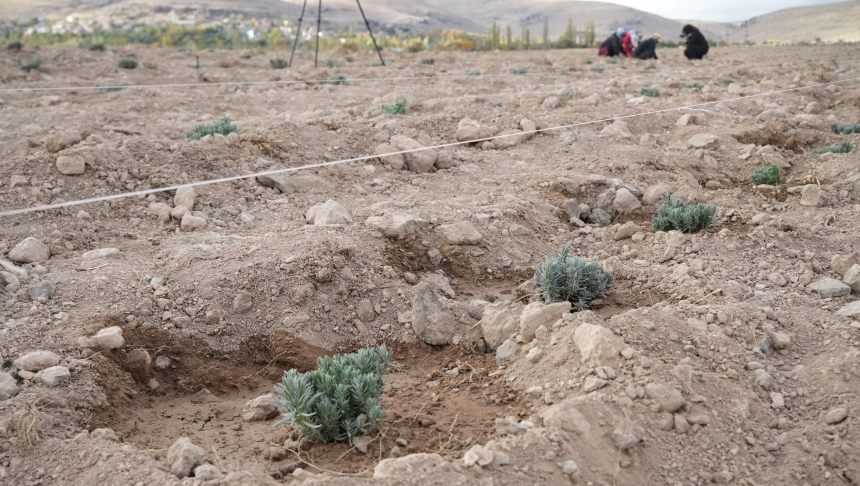 Lavanta Bahçesi (3)