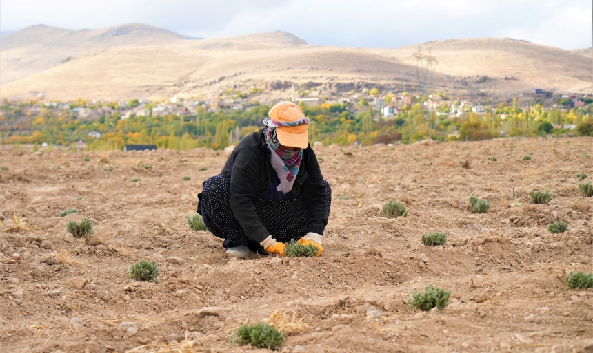 Lavanta Bahçesi (4)