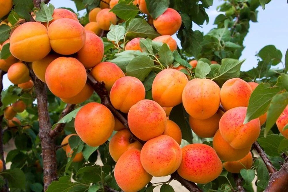 Malatya Mişmiş (2)