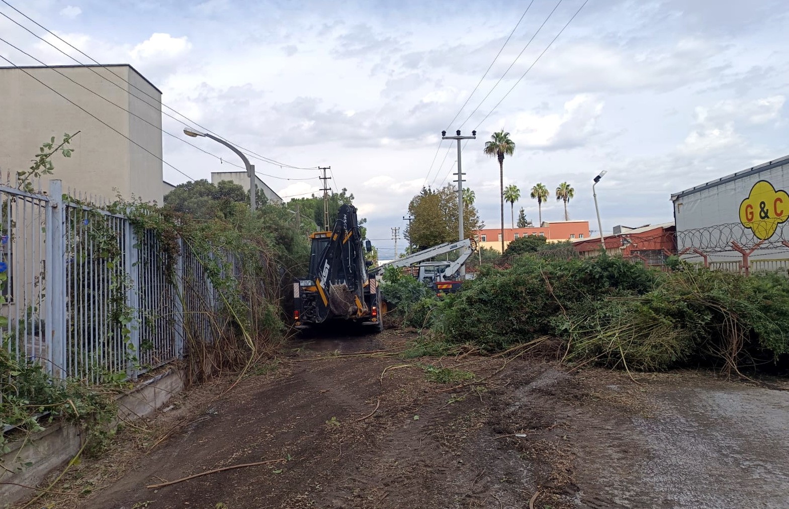 Mersin Belediyesi Ağaç Bakım Ve Budama (1)